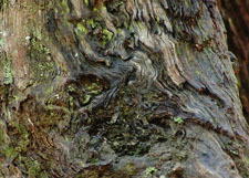 Nature's Lens - nature photography by Anne K. DelBene