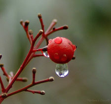 Nature's Lens - nature photography by Anne K. DelBene