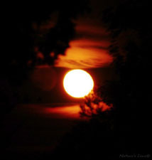 Nature's Lens - nature photography by Anne K. DelBene