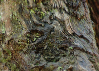 All material copyrighted by Nature's Lens and The Hermitage, Inc.
