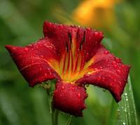 Tulips & Daylilies