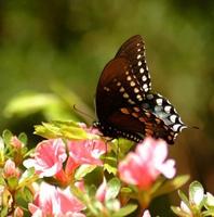 All material copyrighted by Nature's Lens and The Hermitage, Inc.