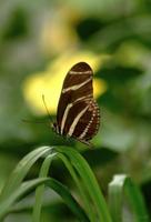 All material copyrighted by Nature's Lens and The Hermitage, Inc.